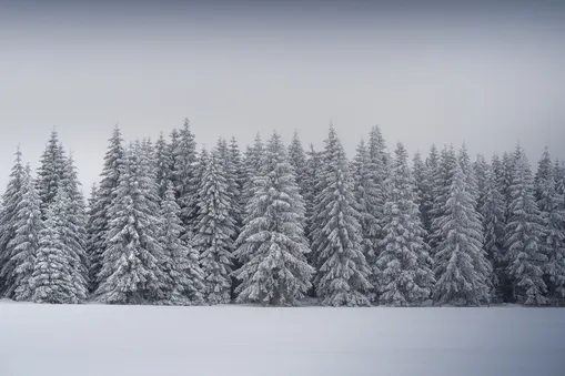 Minimalistický zimní snímek zasněžených jehličnatých stromů v krajině Krušných hor.